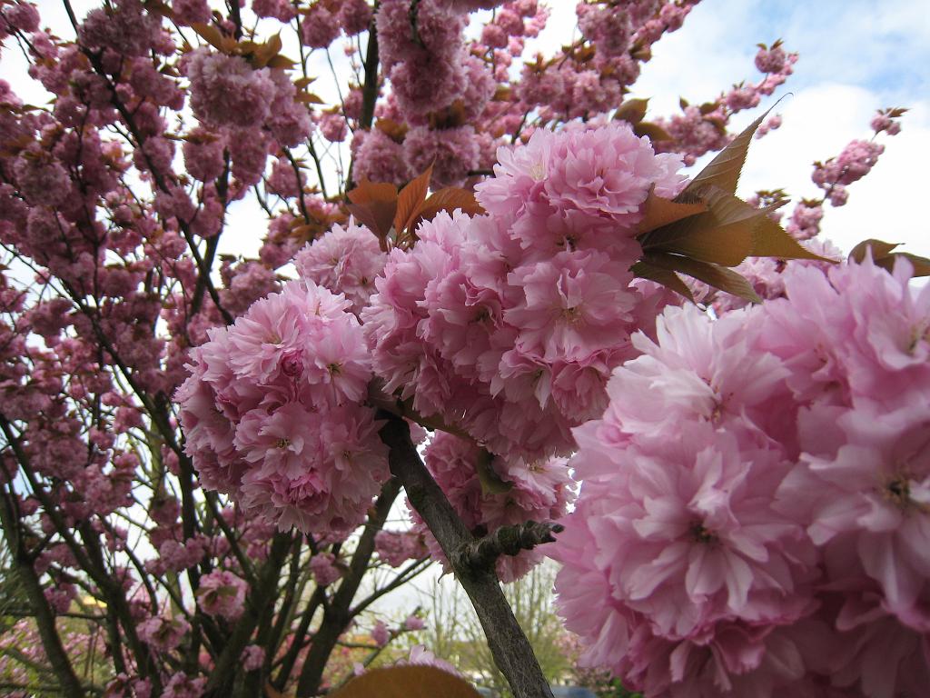 IMG_6098.JPG - Blossoms in the parc de la mairie