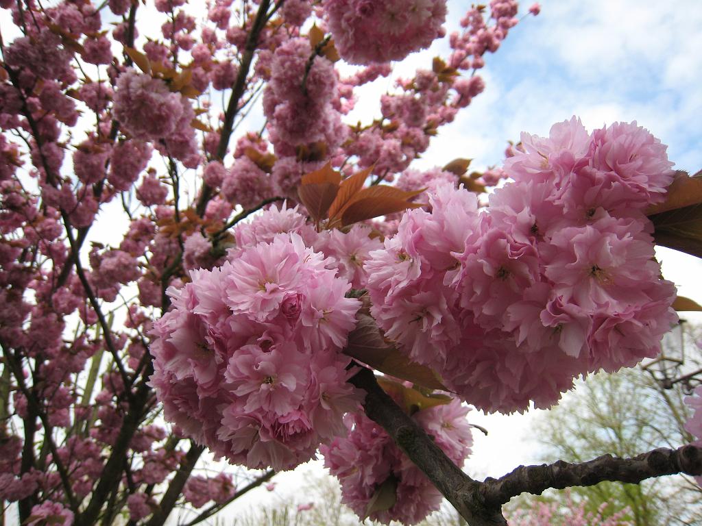 IMG_6099.JPG - Blossoms in the parc de la mairie