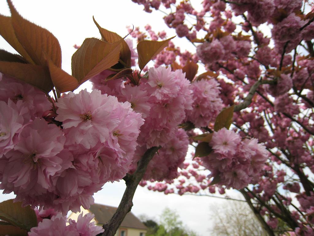 IMG_6101.JPG - Blossoms in the parc de la mairie
