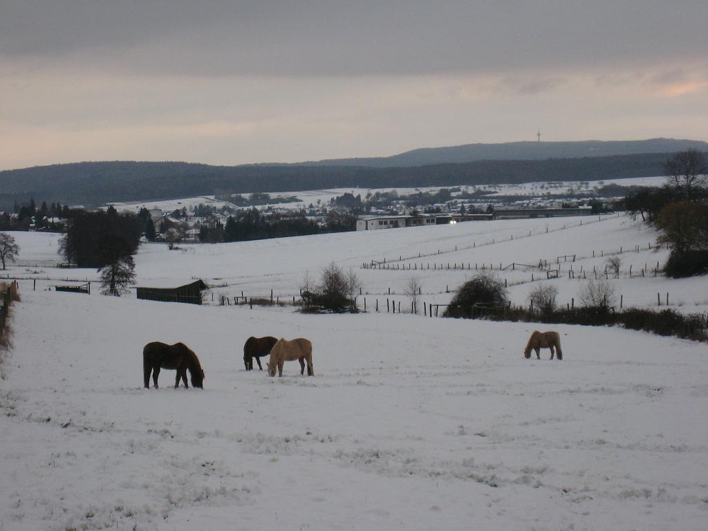 IMG_9963.JPG - Horses in snow