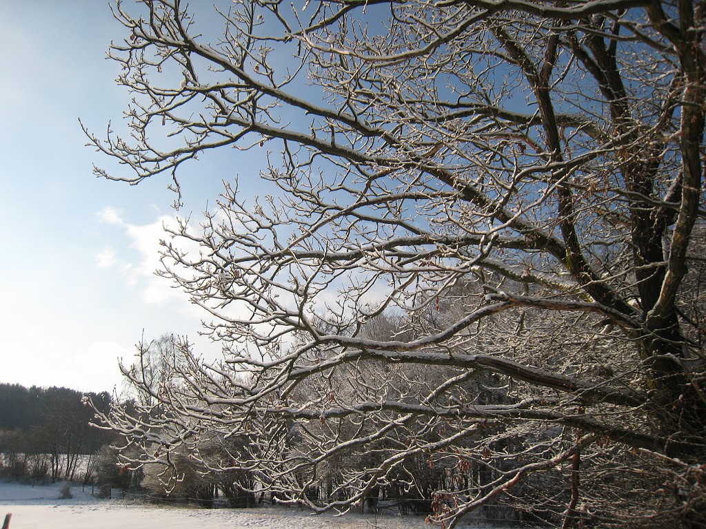 IMG_0274.JPG - Fresh snow on a tree