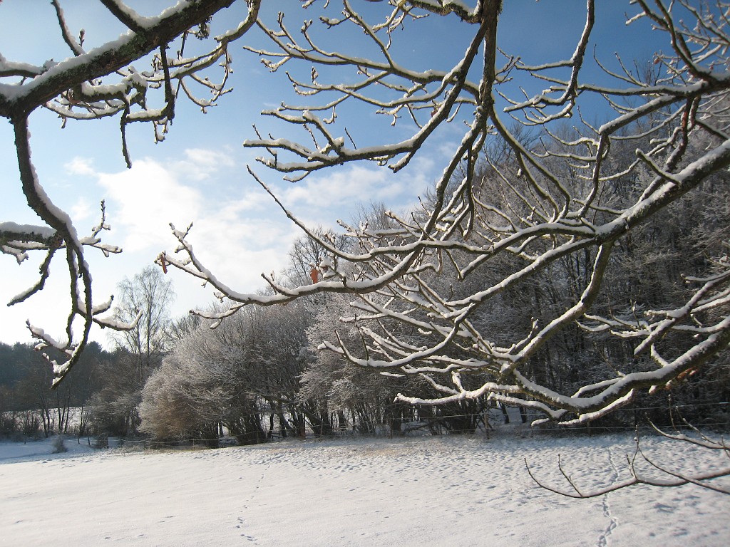 IMG_0275.JPG - Fresh snow on a tree