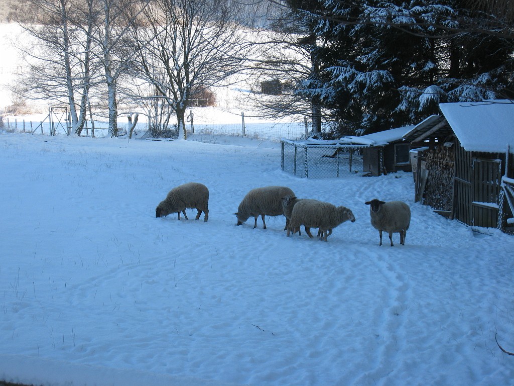 IMG_0281.JPG - Sheeps in the snow