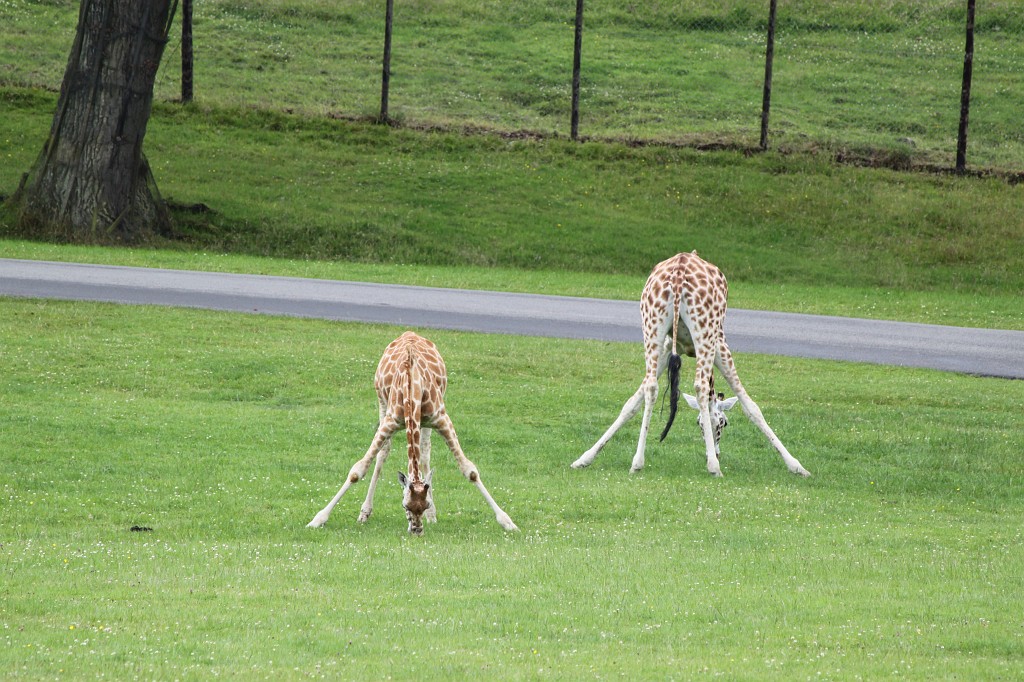 IMG_1034.JPG - Browsing Giraffs  http://en.wikipedia.org/wiki/Giraffe 