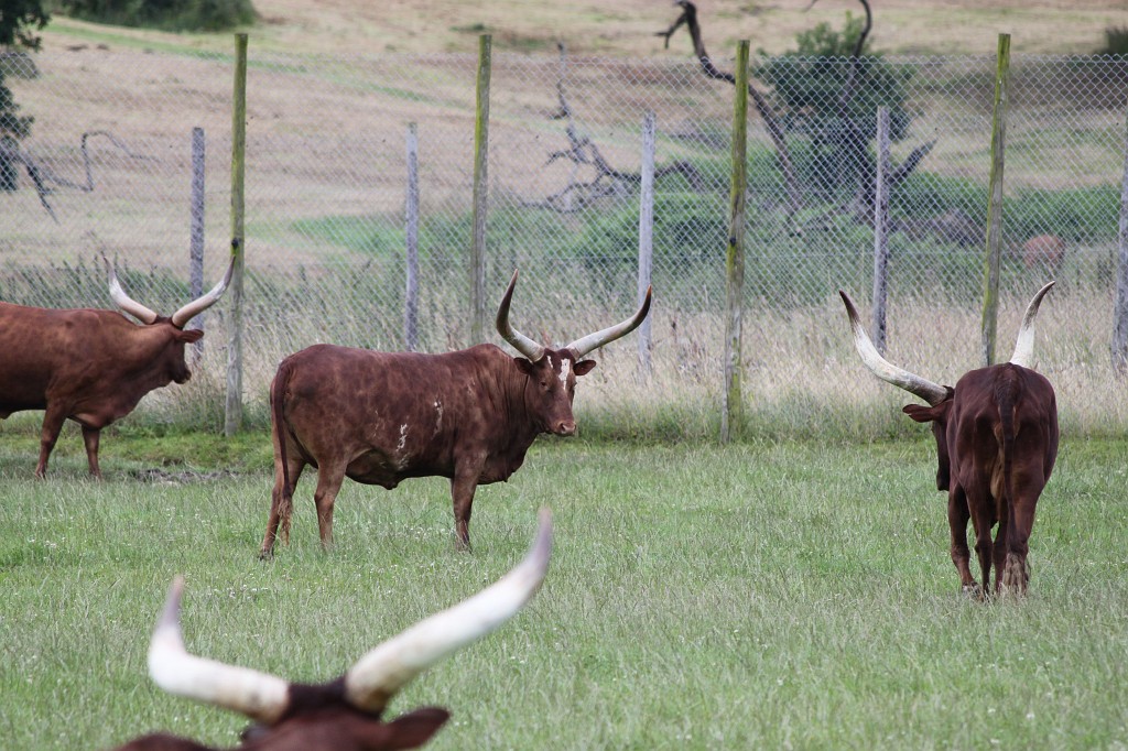 IMG_1049.JPG - Cattle in Longleat Safari Park