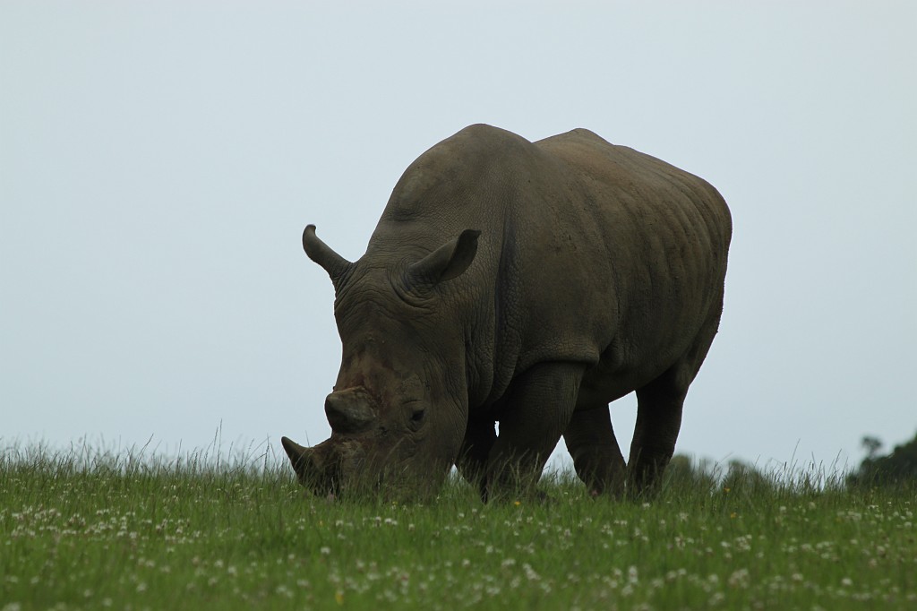 IMG_1053.JPG - Rhinoceros in Longleat Safari Park  http://en.wikipedia.org/wiki/Rhinoceros 