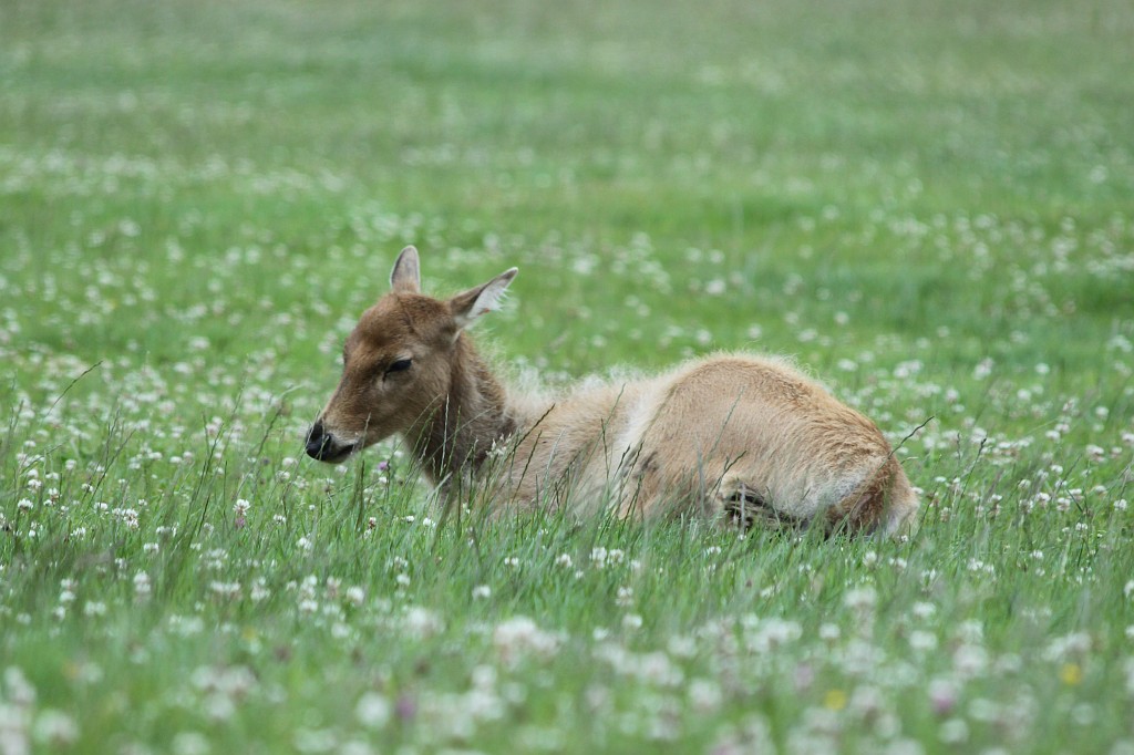 IMG_1055.JPG - Bambi in Longleat Safari Park