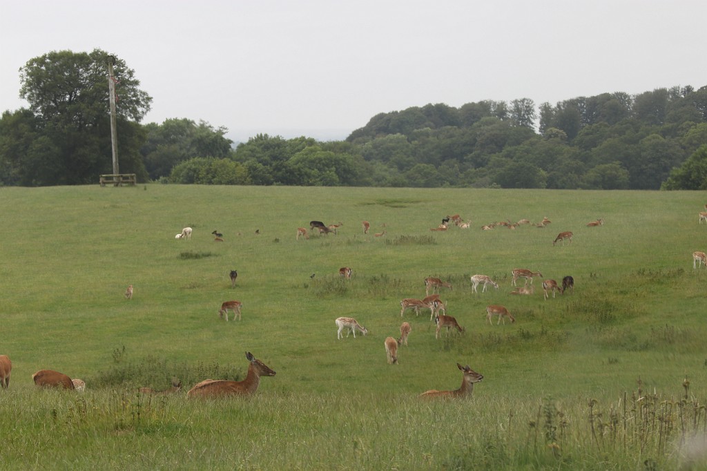IMG_1065.JPG - Deers in Longleat Safari Park  http://en.wikipedia.org/wiki/Deer 