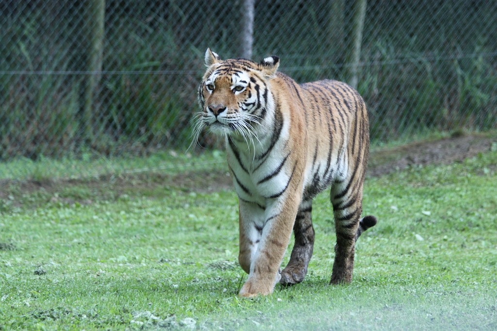 IMG_1076.JPG - Tiger in Longleat Safari Park  http://en.wikipedia.org/wiki/Tiger 