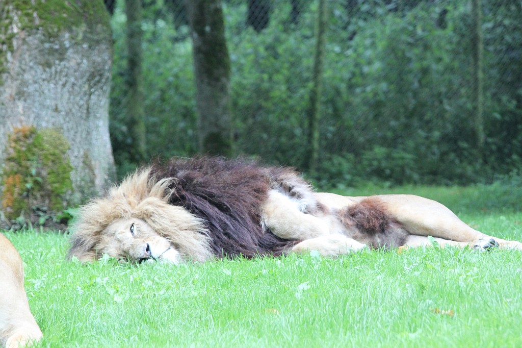 IMG_1088.JPG - Relaxing Lion  http://en.wikipedia.org/wiki/Lion 