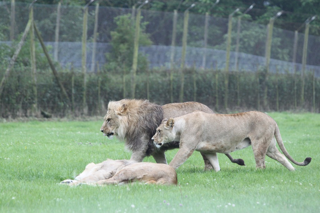 IMG_1104.JPG - Two lions on patrol  http://en.wikipedia.org/wiki/Lion 