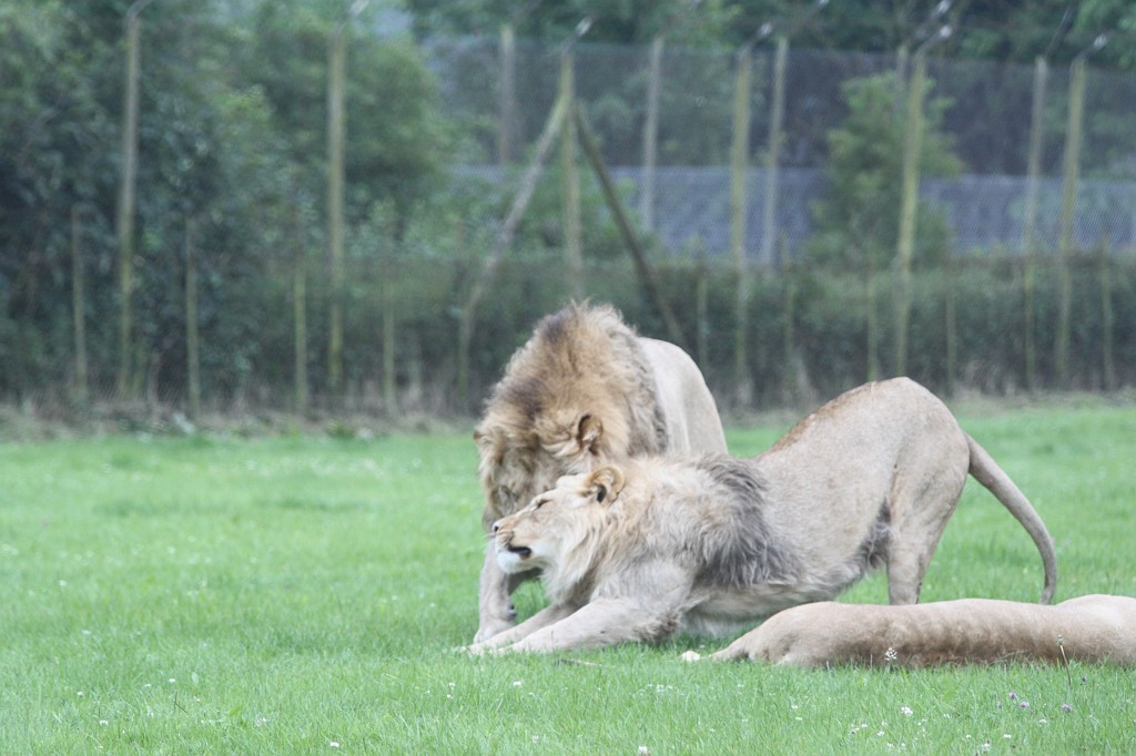 IMG_1108.JPG - Stretching lion  http://en.wikipedia.org/wiki/Lion 