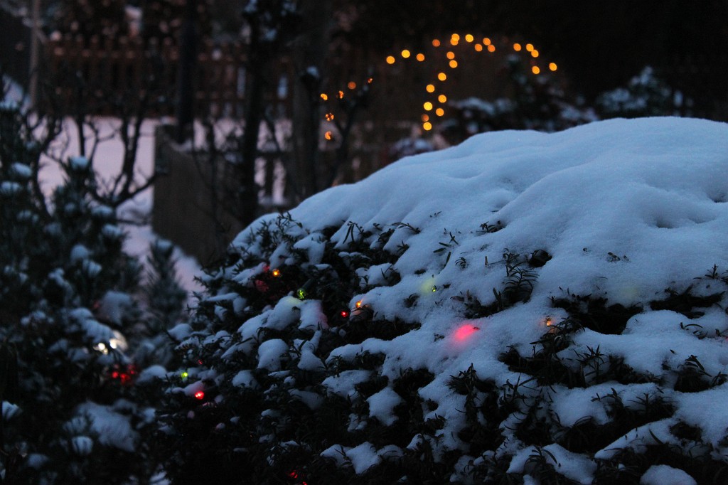 IMG_4286.JPG - Christmas colour lights in the snow