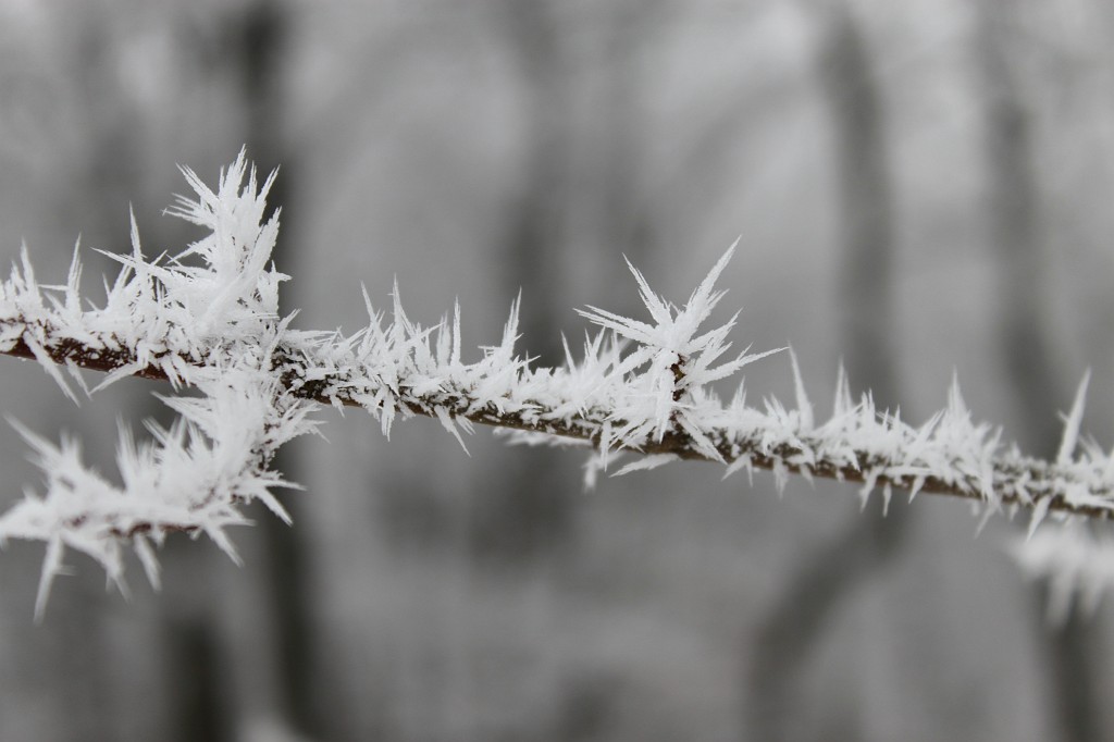 IMG_4436.JPG - Hoar frost around Saalburg