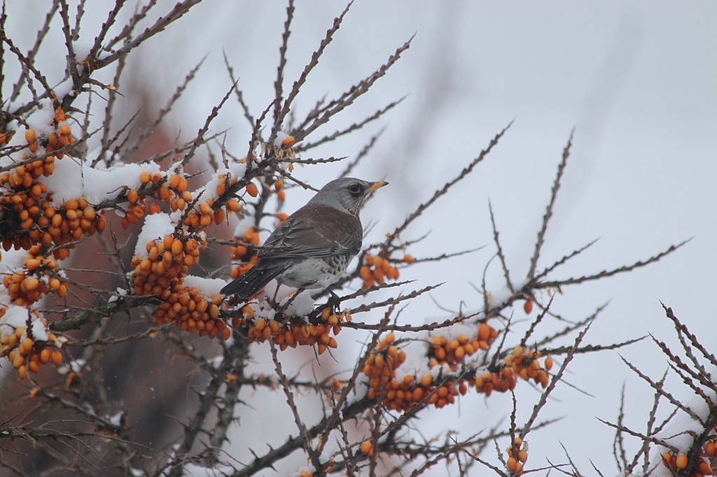 IMG_4481.JPG - Bird in winter