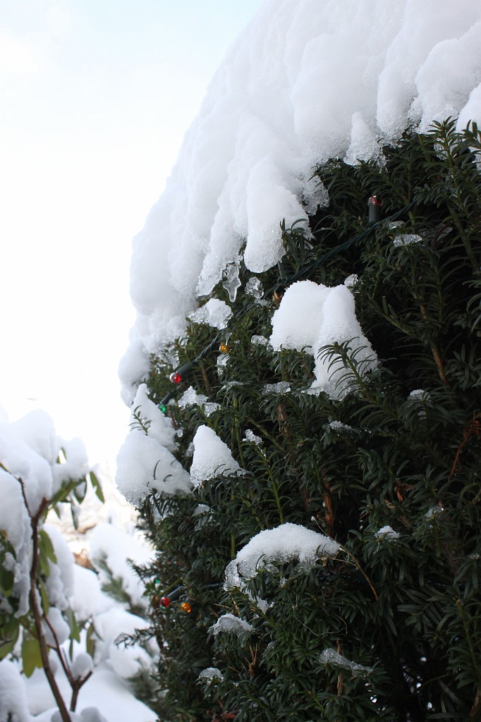 IMG_4496.JPG - Snow covered bush with christmas illumination