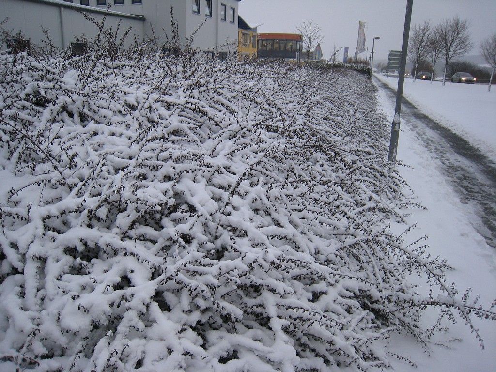 X_IMG_1918.JPG - Hedge in the snow
