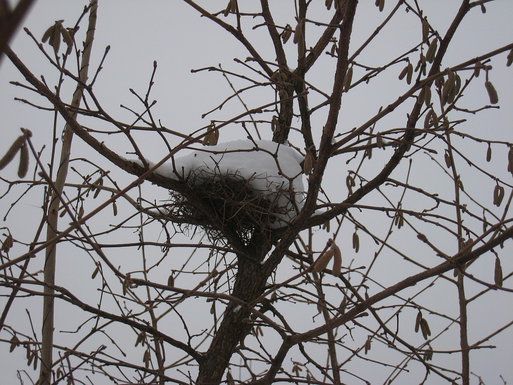 X_IMG_1940.JPG - Nest filled with snow
