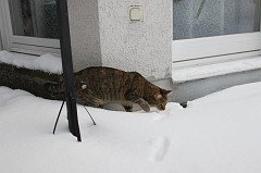 Cat (Emily) in the snow