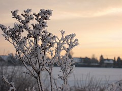 Hoar frost and snow