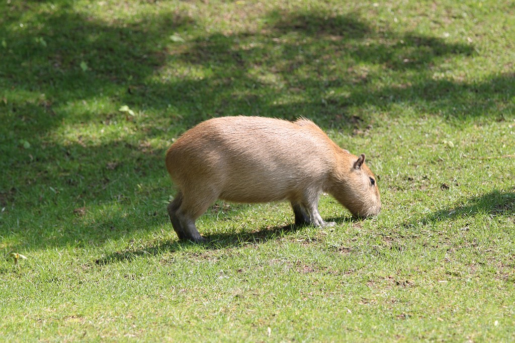 IMG_5512.JPG - Capybara  http://en.wikipedia.org/wiki/Capybara 