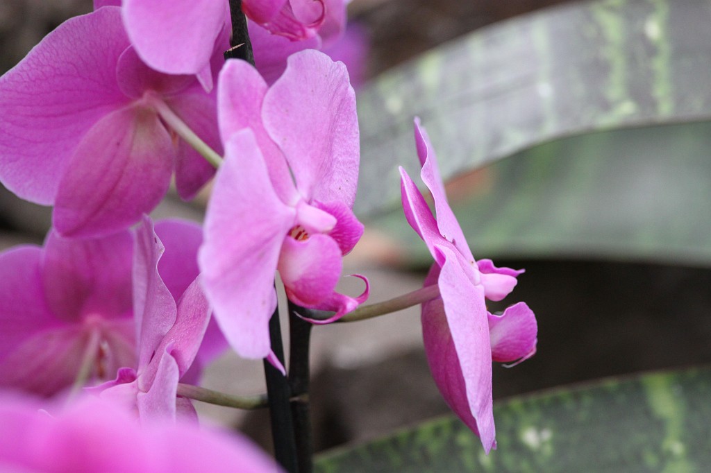 IMG_5835.JPG - Orchid  http://en.wikipedia.org/wiki/Orchidaceae 