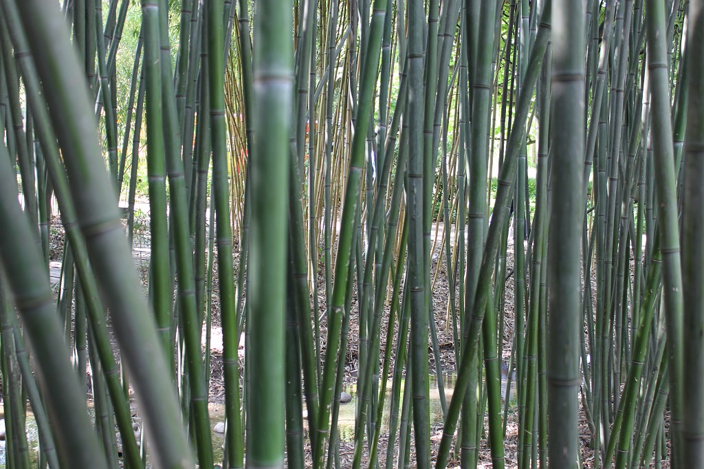 IMG_5841.JPG - Bamboo  http://en.wikipedia.org/wiki/Bamboo 