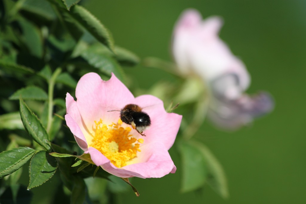 IMG_6098.JPG - Flower & Bee