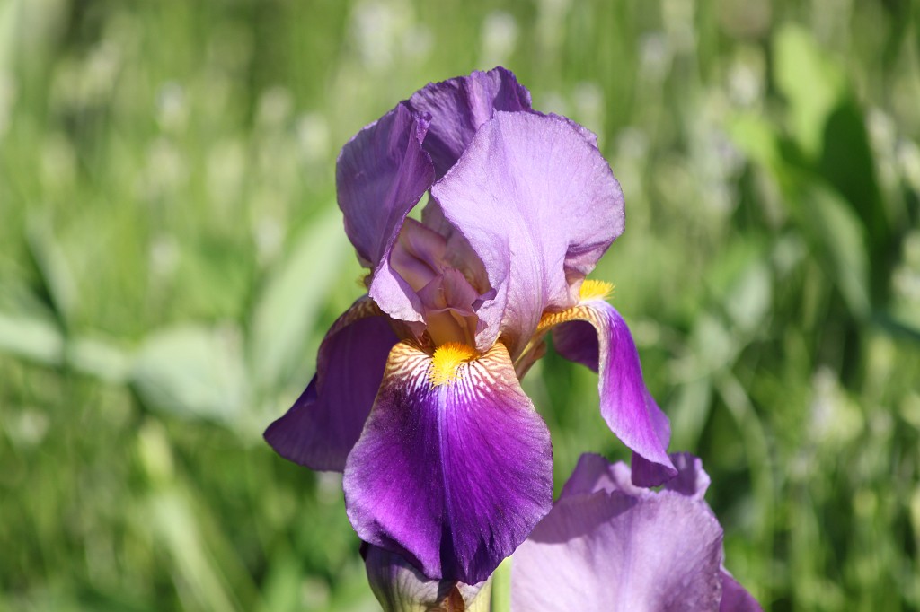 IMG_6128.JPG - Iris  http://en.wikipedia.org/wiki/Iris_(plant) 