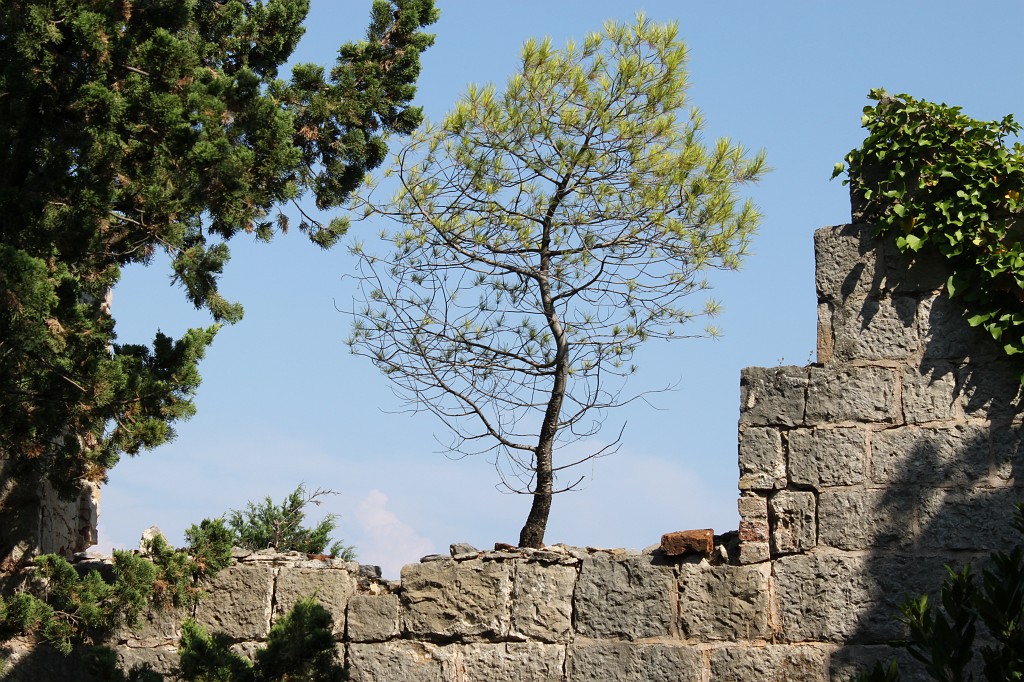 IMG_7492.JPG - Tree growing on ruins