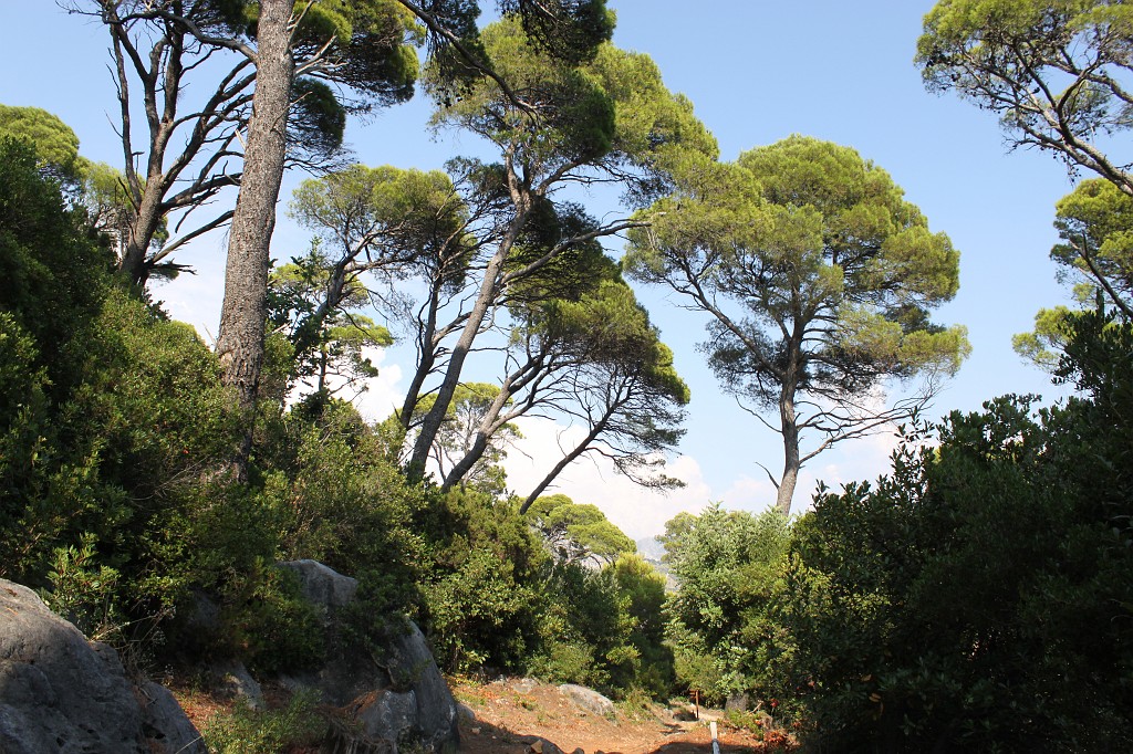 IMG_7508.JPG - Lokrum trees