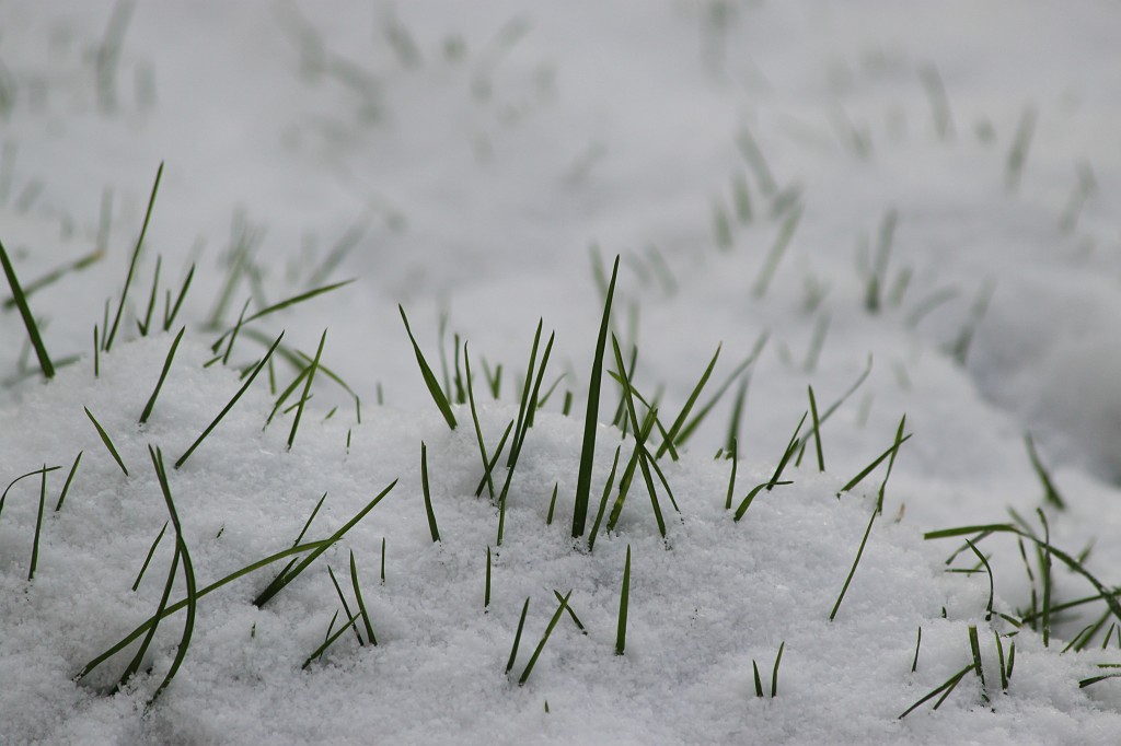 IMG_8640.JPG - Blades of grass in the snow
