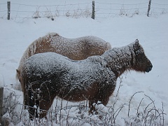 Snow covered horses