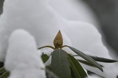 The bud and the snow