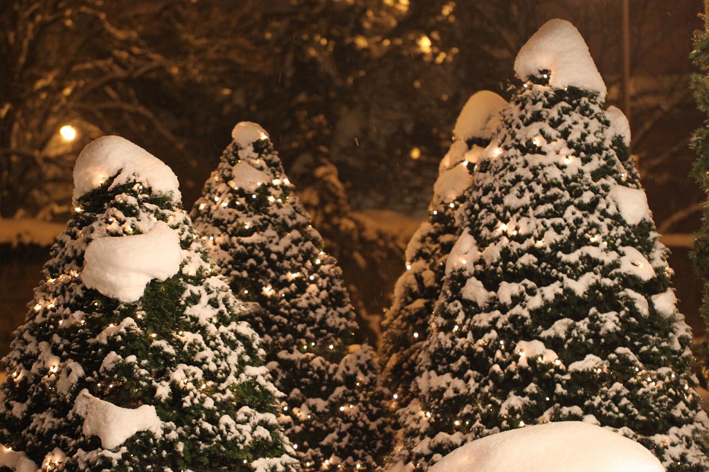 IMG_9023.JPG - Snow covered christmas trees