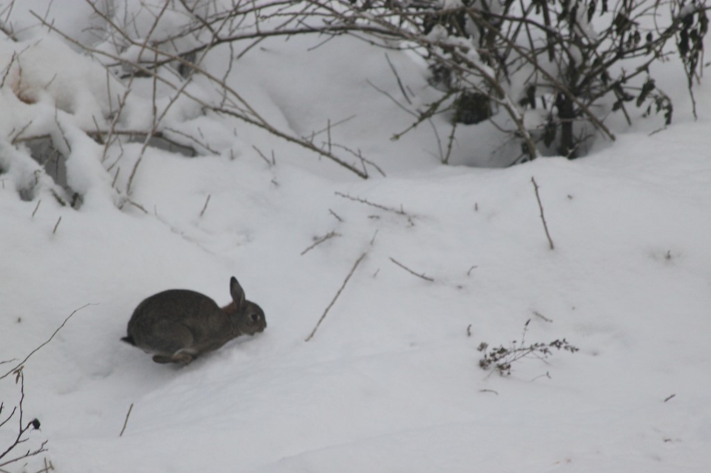 IMG_9028.JPG - Rabbit in the snow