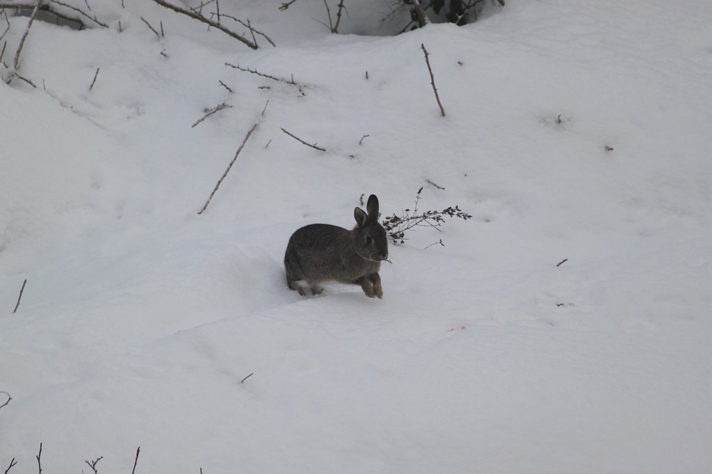 IMG_9030.JPG - Rabbit in the snow
