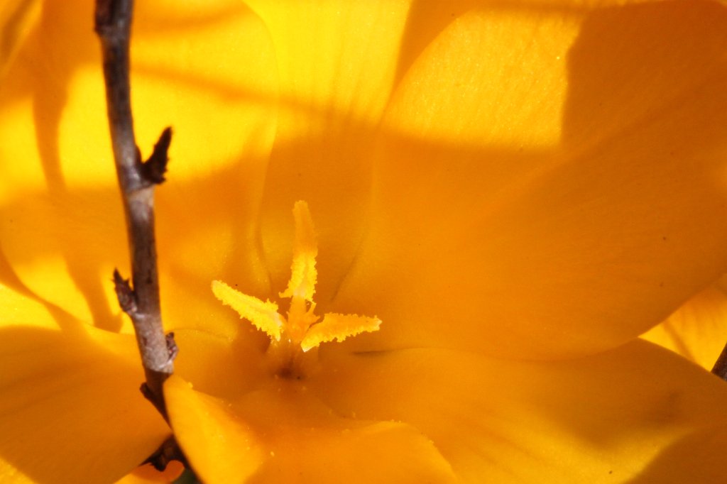 IMG_0456.JPG - Yellow Crocus  http://en.wikipedia.org/wiki/Crocus  blooming in the garden