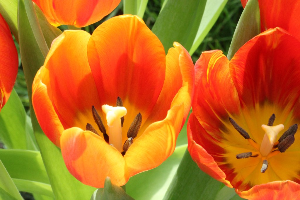 IMG_0457.JPG - Tulips  http://en.wikipedia.org/wiki/Tulips 