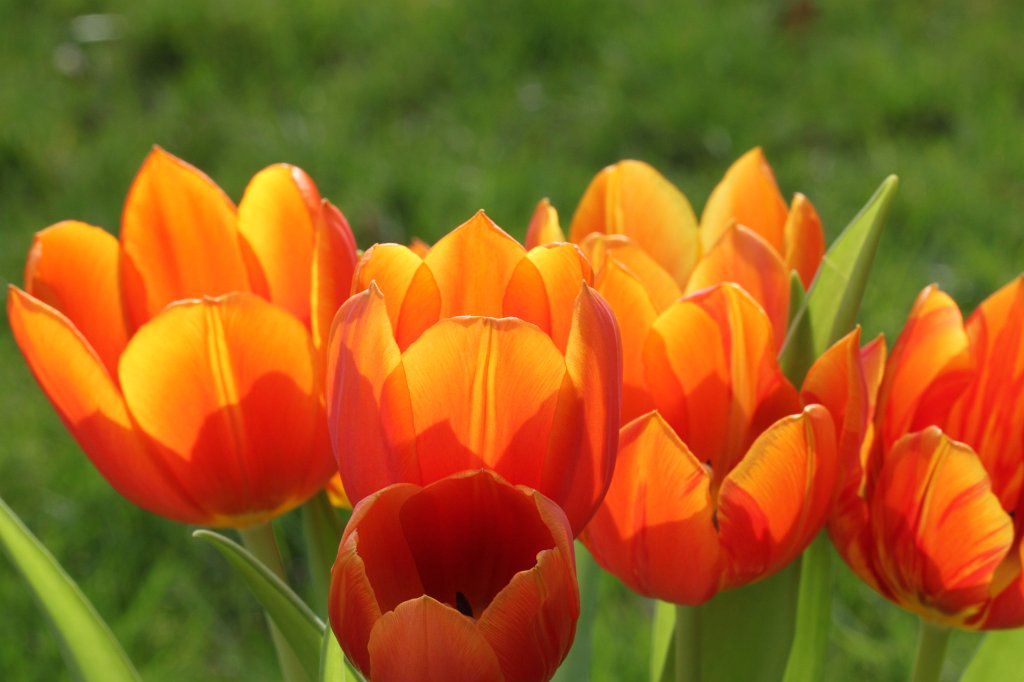 IMG_0464.JPG - Tulips  http://en.wikipedia.org/wiki/Tulips 