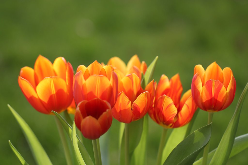 IMG_0468.JPG - Tulips  http://en.wikipedia.org/wiki/Tulips 
