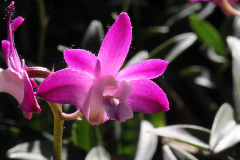 IMG_0544.JPG - Orchid  http://en.wikipedia.org/wiki/Orchidaceae 