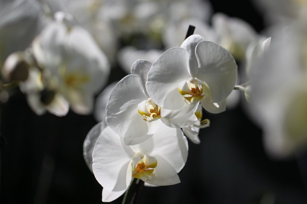 IMG_0551.JPG - Orchid  http://en.wikipedia.org/wiki/Orchidaceae 