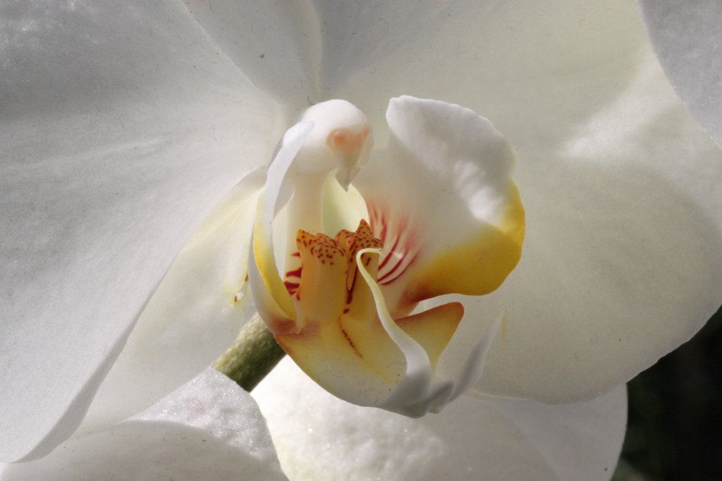 IMG_0554.JPG - Orchid  http://en.wikipedia.org/wiki/Orchidaceae 