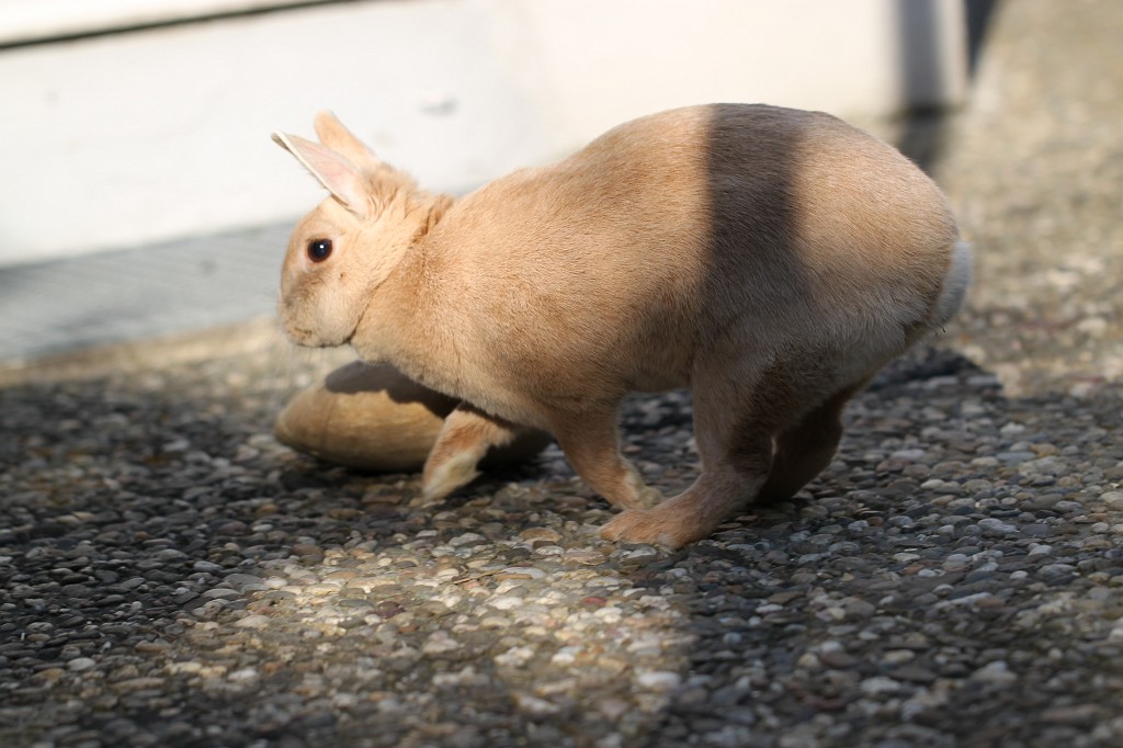 IMG_1088.JPG - Easter Rabbit  http://en.wikipedia.org/wiki/Rabbit 