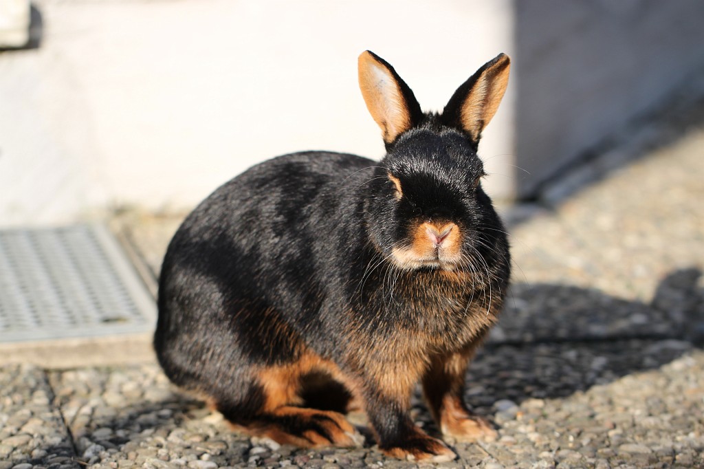 IMG_1092.JPG - Easter Rabbit  http://en.wikipedia.org/wiki/Rabbit 