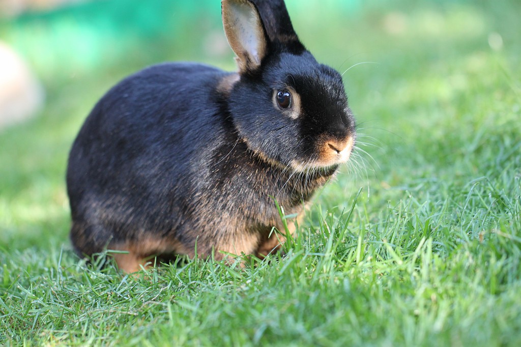 IMG_1102.JPG - Easter Rabbit  http://en.wikipedia.org/wiki/Rabbit 