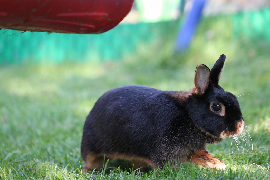 IMG_1111.JPG - Easter Rabbit  http://en.wikipedia.org/wiki/Rabbit 