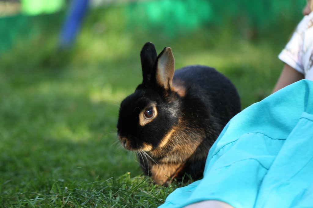IMG_1115.JPG - Easter Rabbit  http://en.wikipedia.org/wiki/Rabbit 