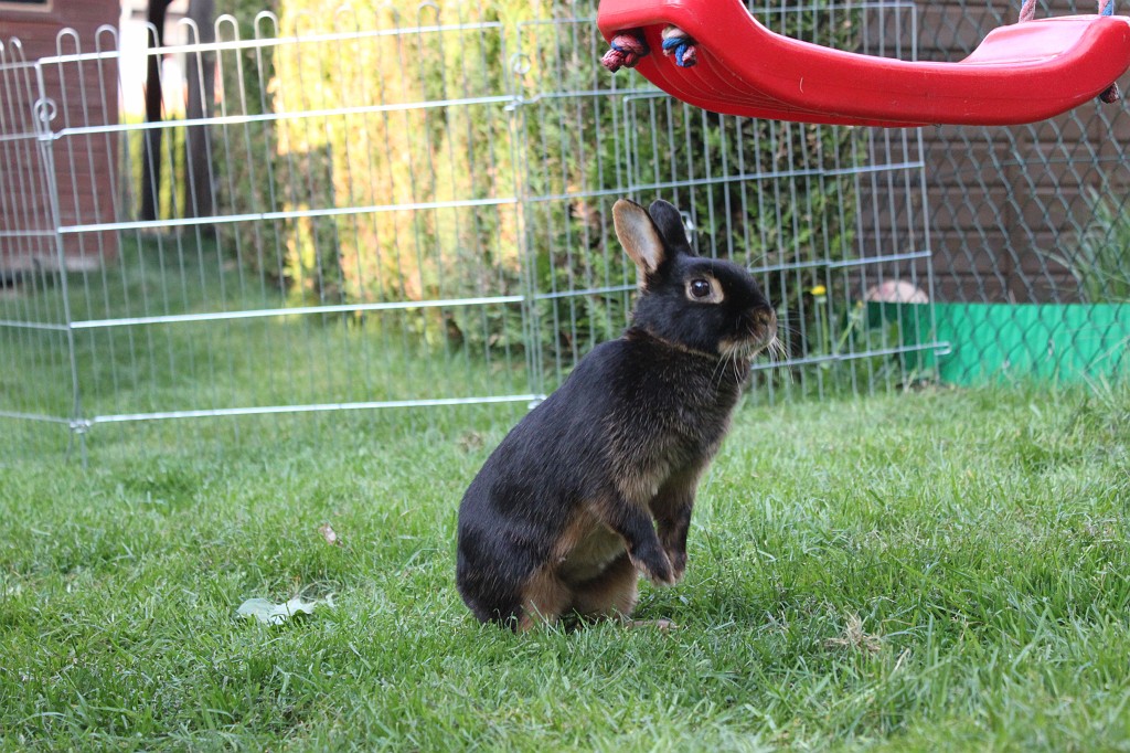 IMG_1268.JPG - Easter-rabbit  http://en.wikipedia.org/wiki/Rabbit 